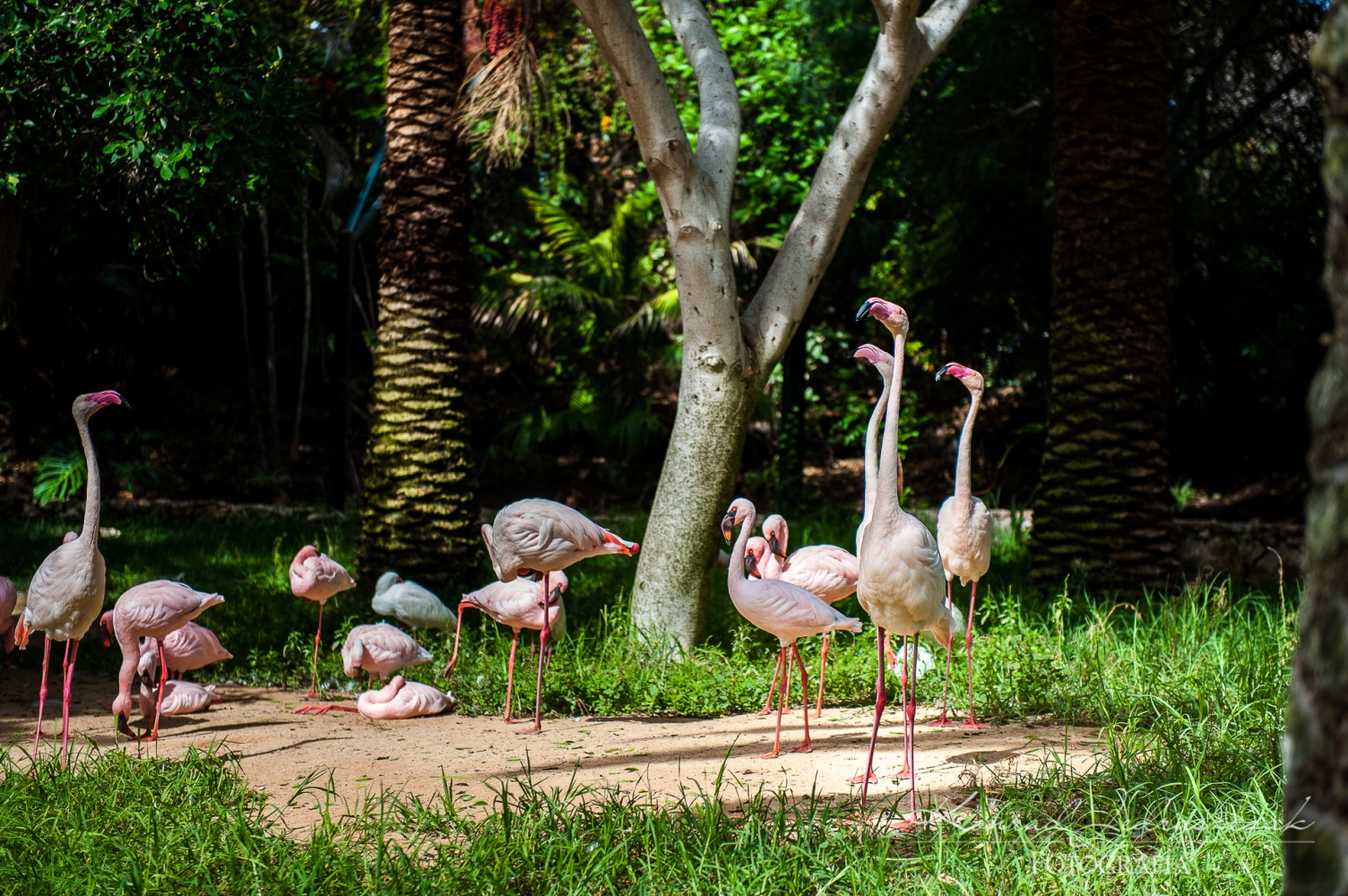 Fuerteventura, Oasis Park
