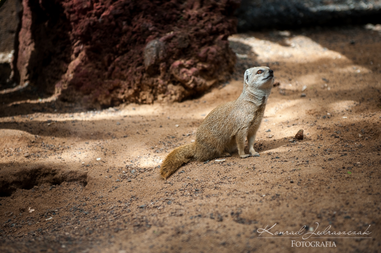 Fuerteventura, Oasis Park