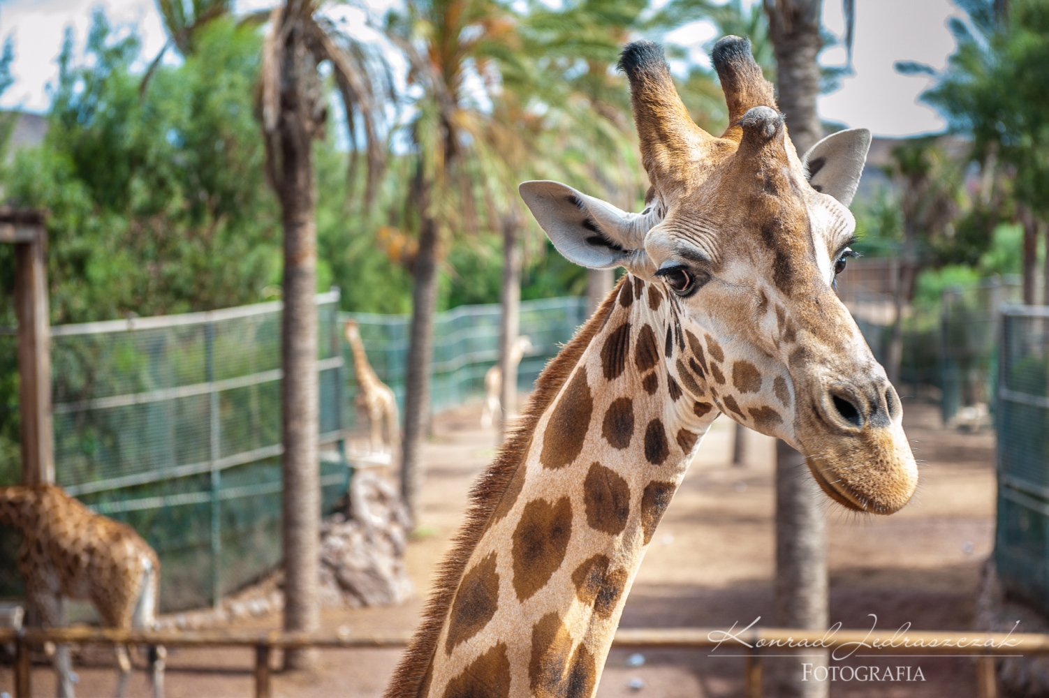 Fuerteventura, Oasis Park