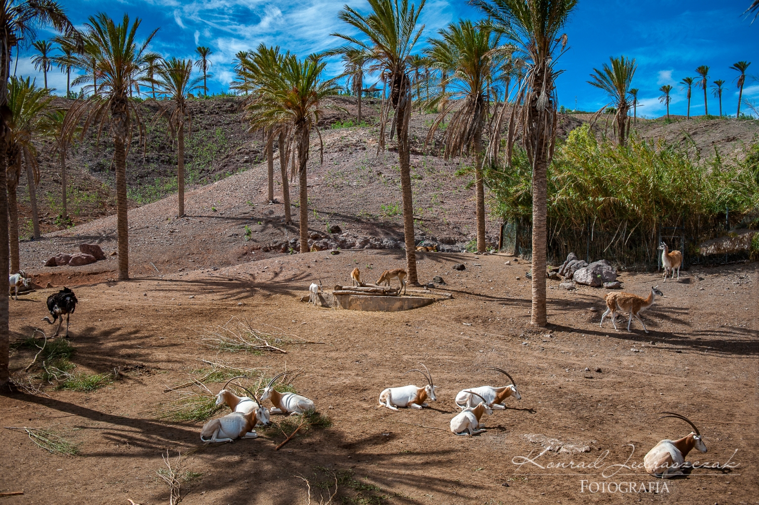 Fuerteventura, Oasis Park
