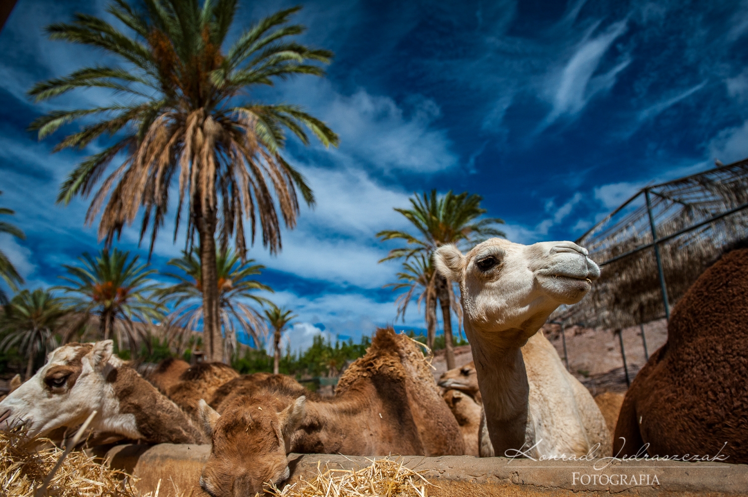 Fuerteventura, Oasis Park