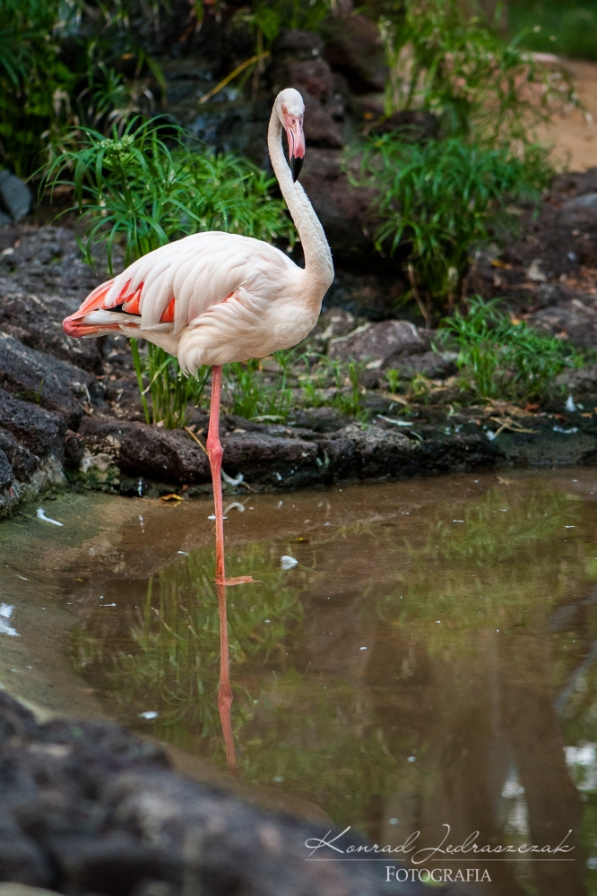 Fuerteventura, Oasis Park