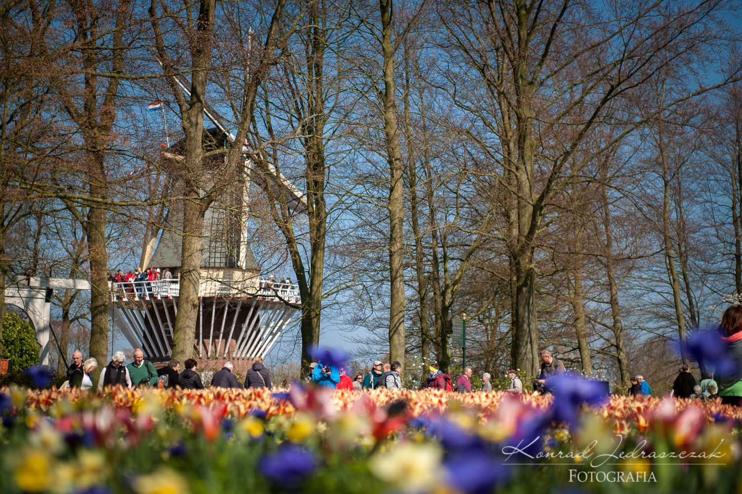 Keukenhof, Holandia, Tulipany