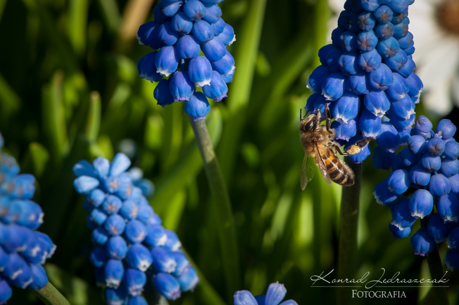 Keukenhof, Holandia, pszczoła