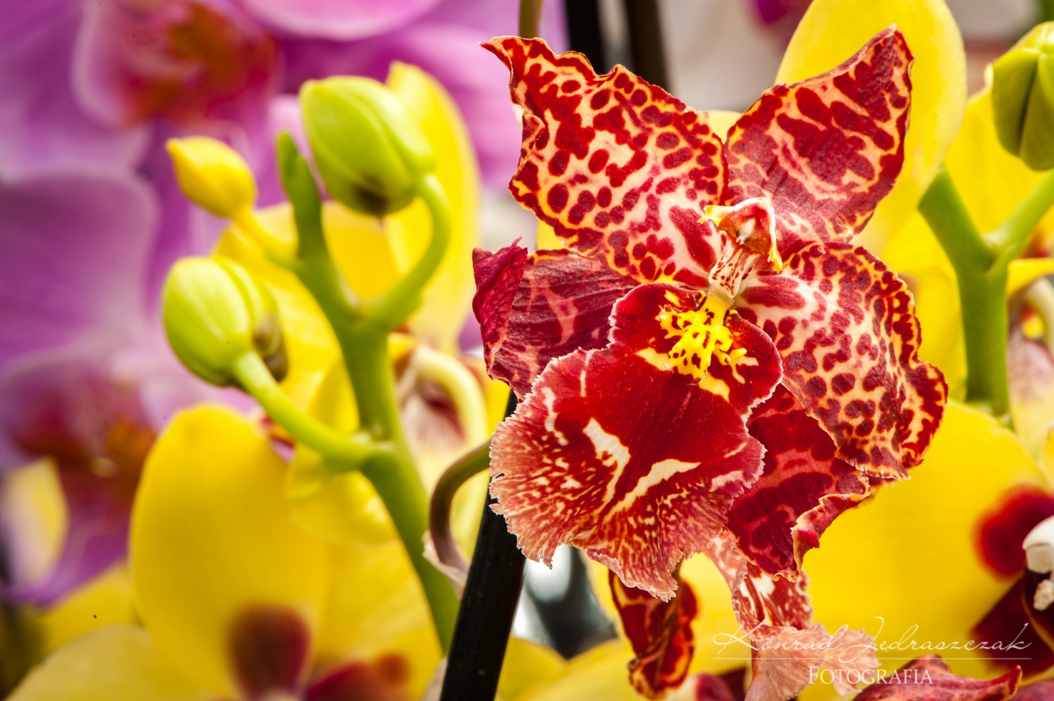 Keukenhof, Holandia, storczyk