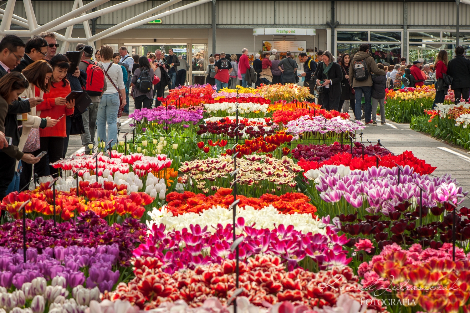 Keukenhof, Holandia, Tulipany