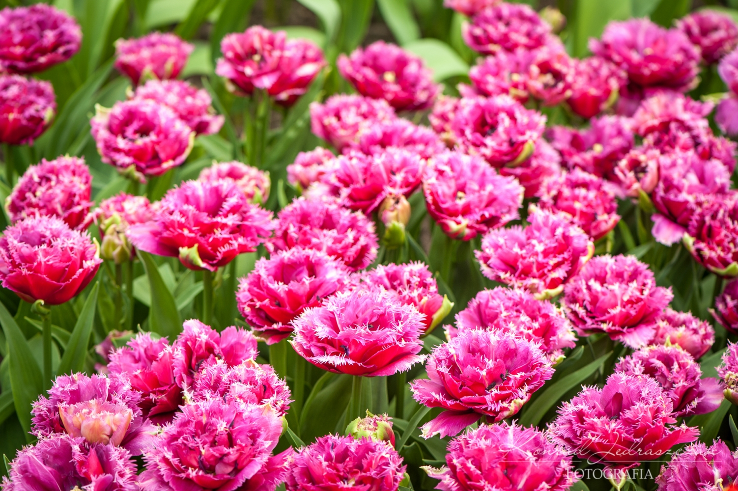 Keukenhof, Holandia, Tulipany