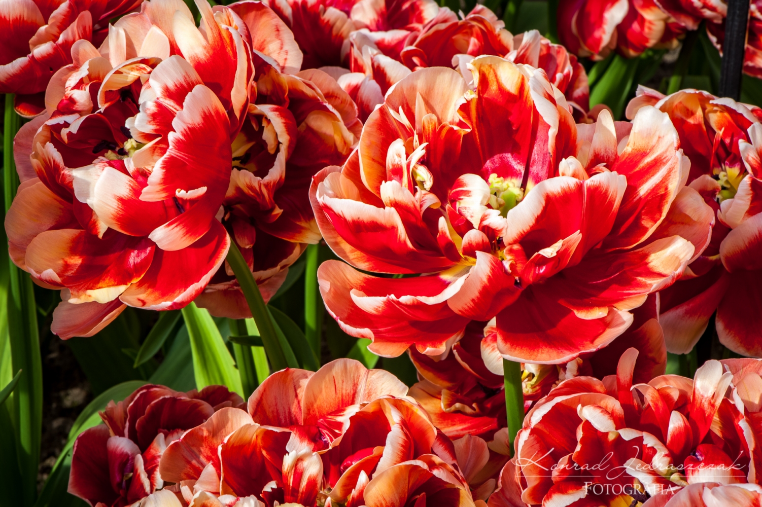 Keukenhof, Holandia, Tulipany