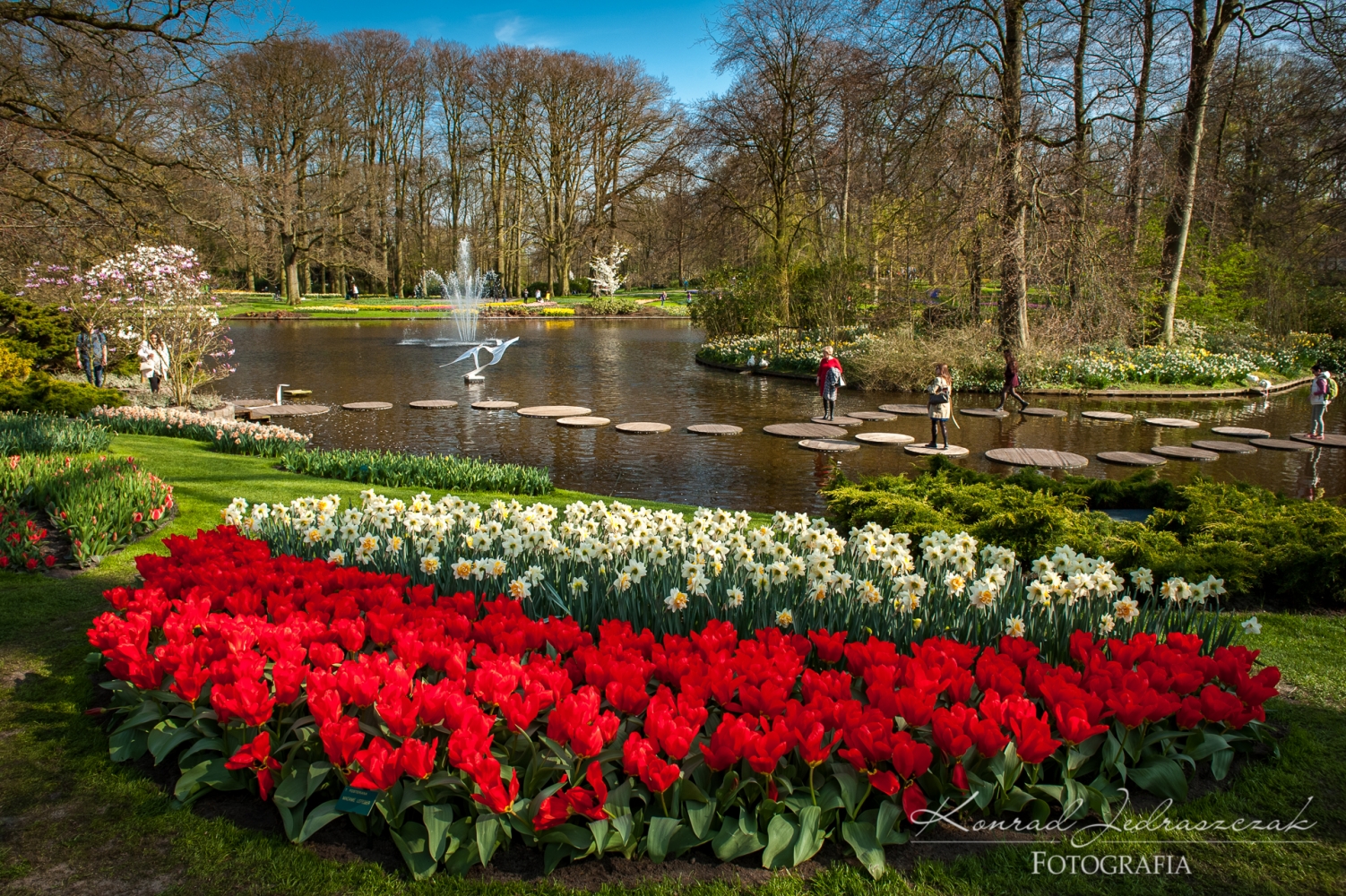 Keukenhof, Holandia, Tulipany